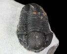 Bargain, Gerastos Trilobite Fossil - Morocco #68640-4